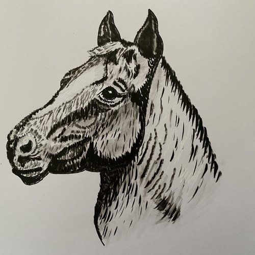Tête de cheval