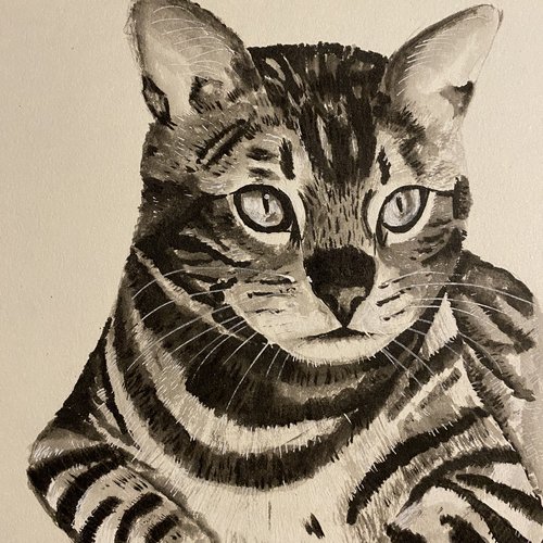 Portrait de chat