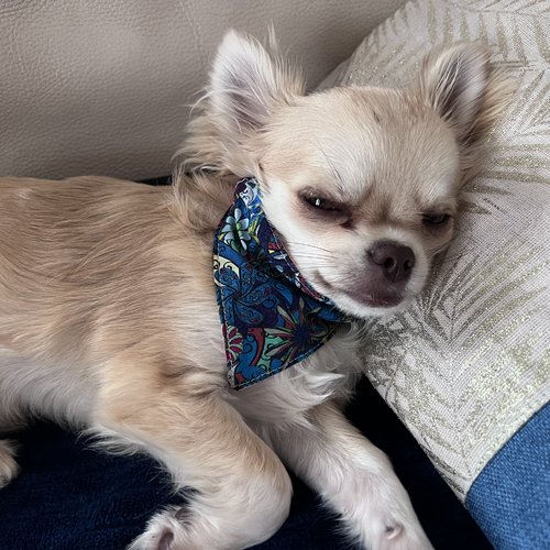 Bandanas taille s (taille type  bichon, shih tzu, etc...)