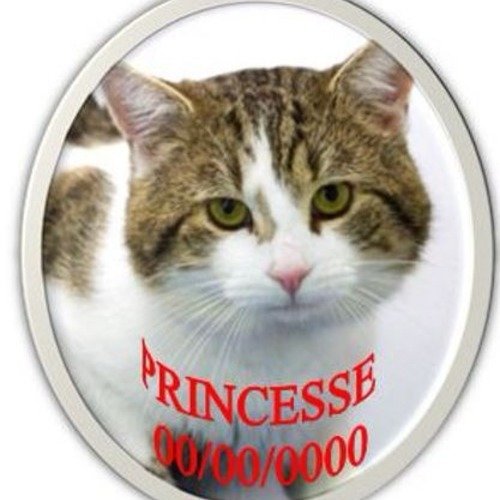 Plaque Funeraire Pour Chat Un Grand Marche