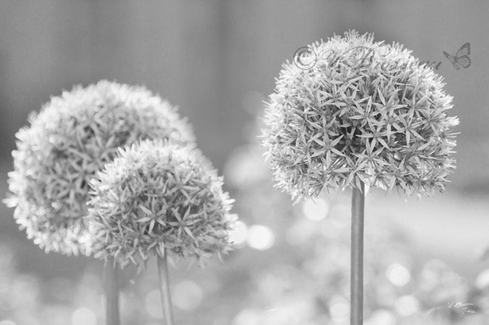Photographie Noir Et Blanc Nature Fleur Artistique Noir Et Blanc Fleurs D Ail Un Grand Marche