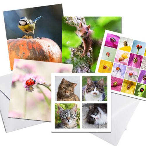 Animaux Collections Carte Postale Cat Sainte Catherine Chat Pec Nu