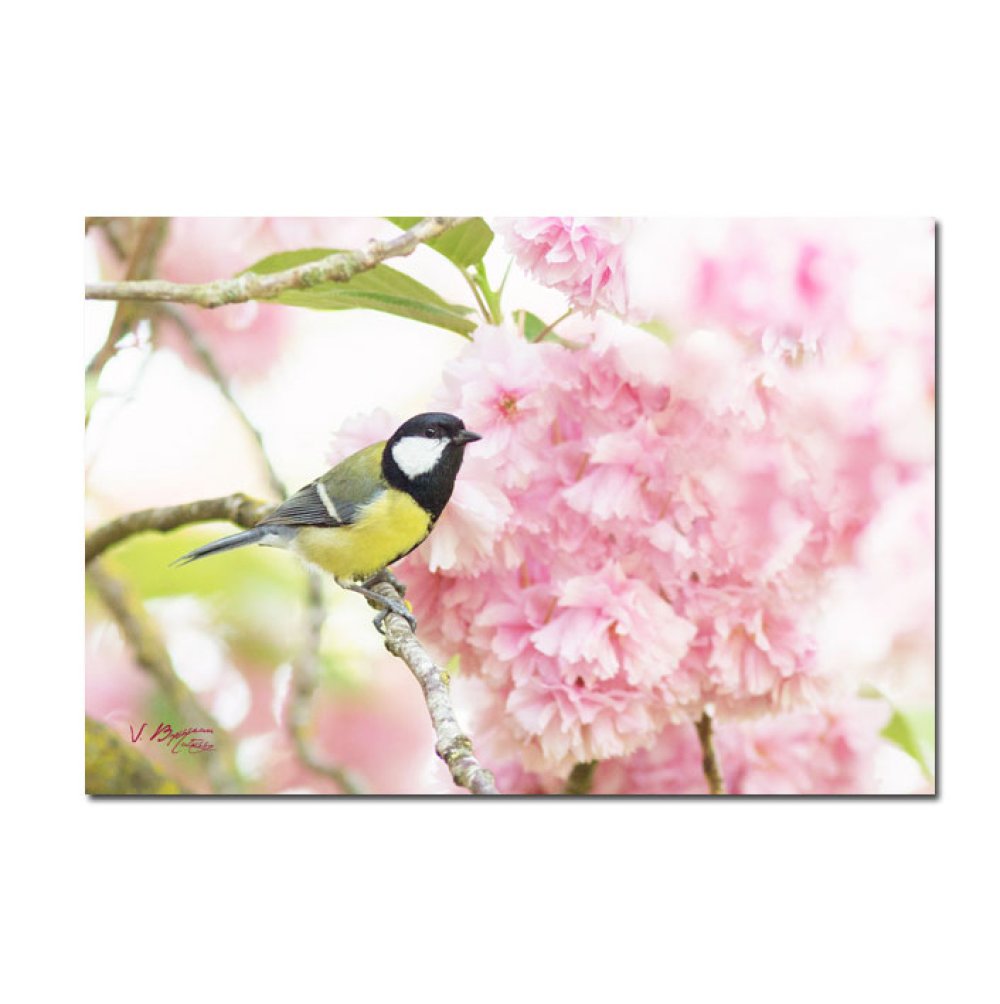 Cartes Postales Petits Animaux Photos Nature Ecologie Un Grand Marche