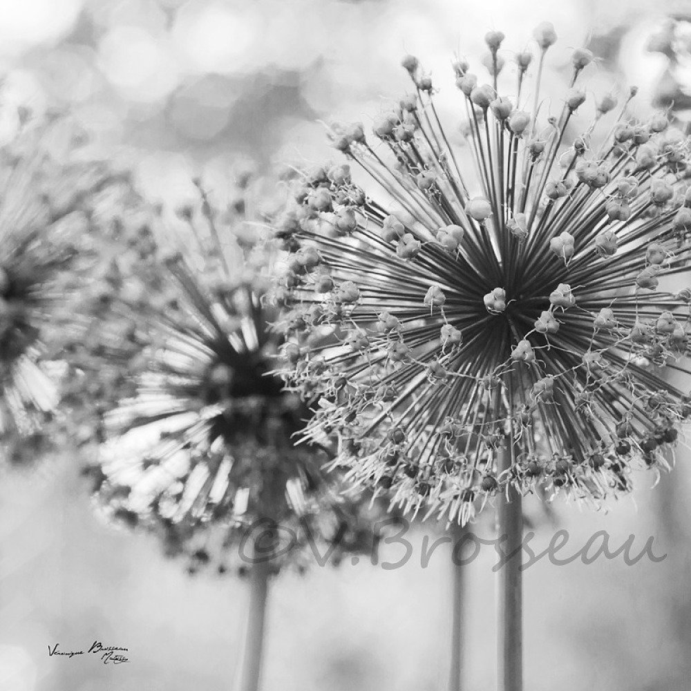 6 Photos Fleur Nature Noir Et Blanc Nature Macro Photos Carrees