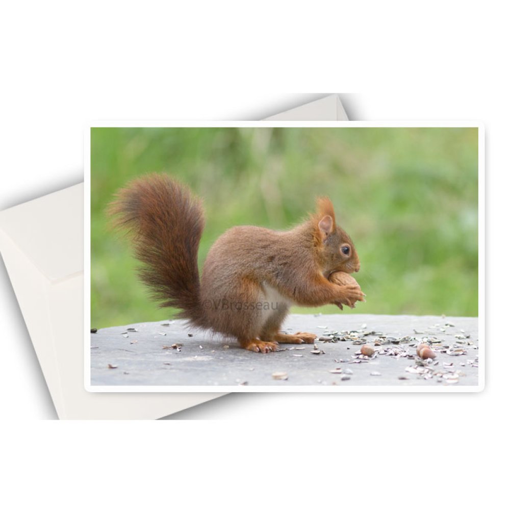 Carte Ecureuil Et Noix Animal Nature Photo Ecureuil Roux Anniversaire Un Grand Marche Carte Ecureuil Et Noix Animal Nature Photo Ecureuil Roux Anniversaire Un Grand Marche