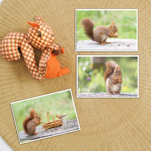 Cartes Doubles Photo Ecureuil Roux Du Jardin Carte Anniversaire Animal Un Grand Marche