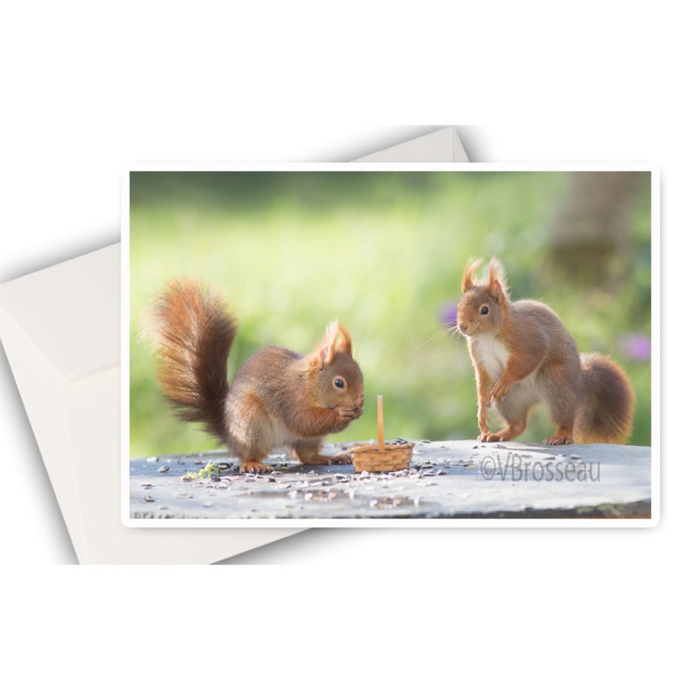 Carte Deux Ecureuils Roux Animal Nature Photo Ecureuil Roux Anniversaire Un Grand Marche