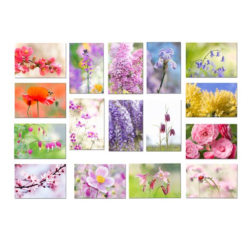 16 Cartes Postales Photos Fleurs De Printemps Cartes Fleurs Un Grand Marche