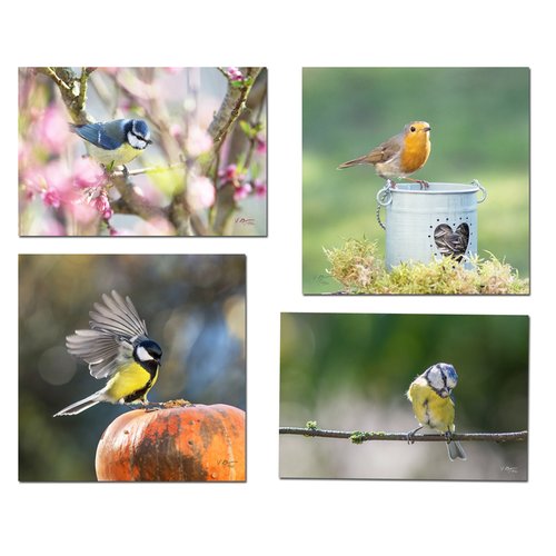 Cartes Postales Oiseaux Du Jardin Un Grand Marche