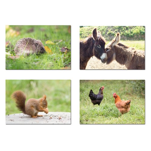 4 cartes postales petits animaux, photo animaux
