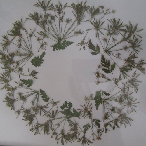 Tableau fleurs sechées - cadre herbier - fleurs séchées, herbie rmoderne