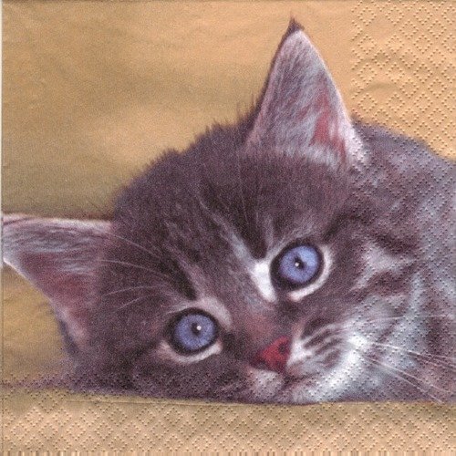 Lot 20 serviettes - petit chat - chaton 