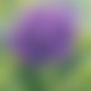 Lot 20 serviettes - hortensia mauve - vive les fleurs 