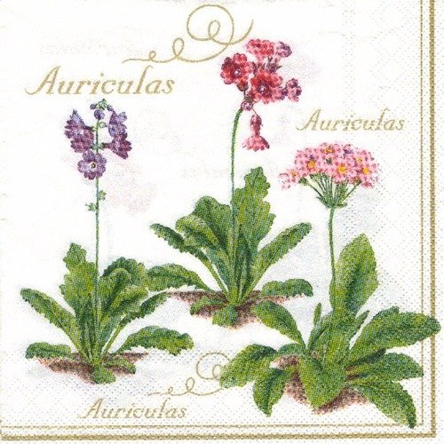 Lot 20 serviettes - auriculas - fleurs de différentes couleurs 