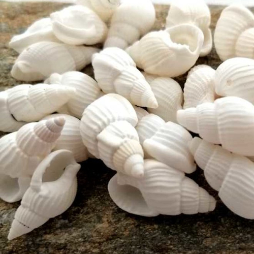 5 coquillages blancs pendentifs naturels
