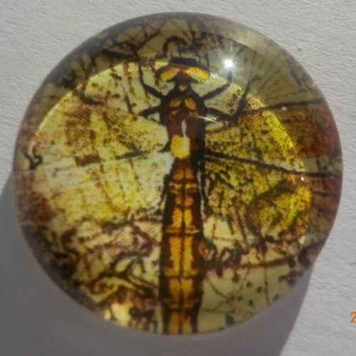 Cabochon en verre, insecte, rond, en 20 mm, jaune, marron,