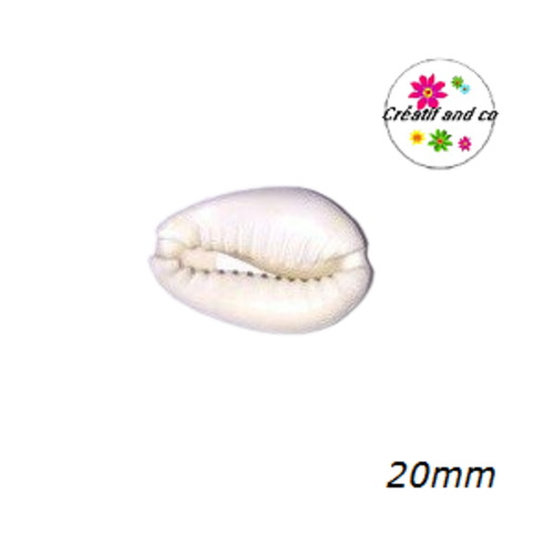 Connecteur coquillage naturelle cauri 20mm