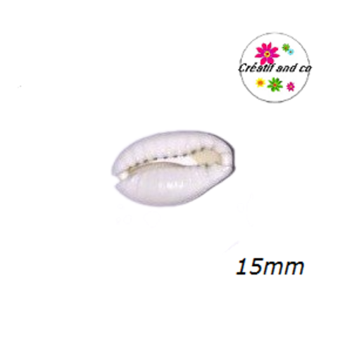 Connecteur coquillage naturelle cauri 15mm