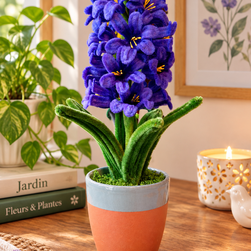 Jacinthe éternelle violette en cure pipe