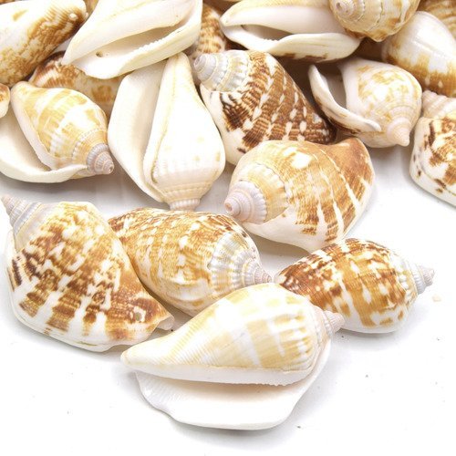X10 cônes coquillages naturels percé 40~65mm  - conch shell beads, goldenrod natural shells pierced 40~65mm
