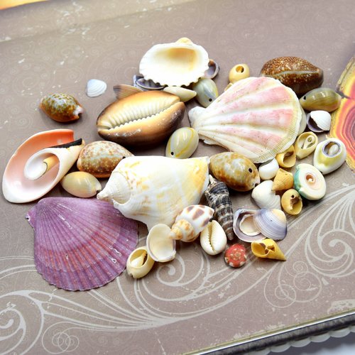 50 grs de coquillages mixtes naturel non vernis - coquillages pour décoration