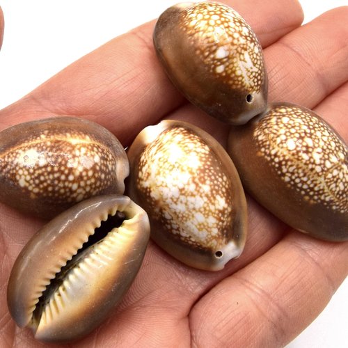 X10 gros cauris coquillage naturel percés couleur marron environ 26~35 mm - cowrie shells