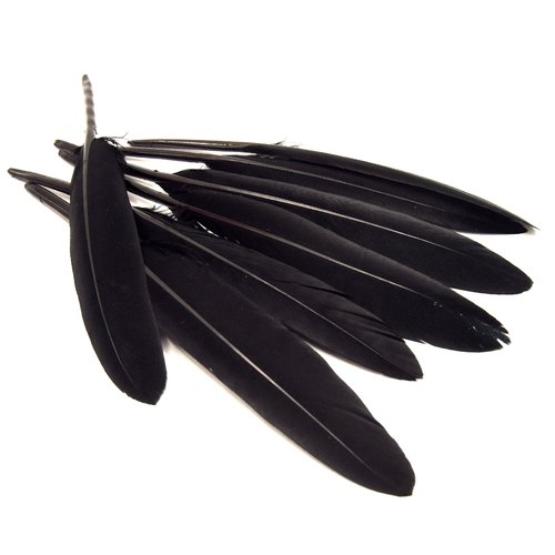X20 plumes noires -
