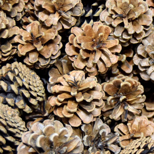 X20 pommes de pin pour la décoration floral et couronne