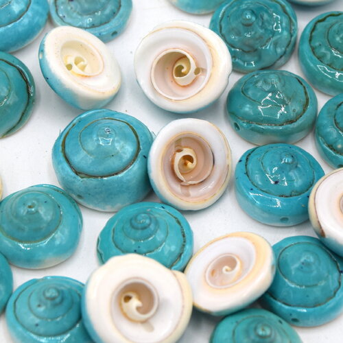 10 perles de coquillage puka spirale turquoise