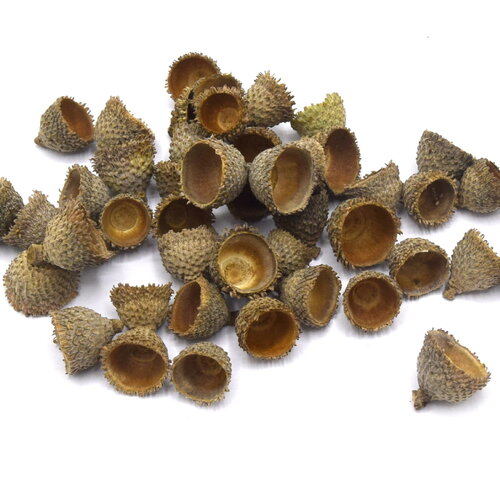 60g cupules de glands véritables, gris beige, chapeau de gland de chêne liège véritable pour décoration et artisanat