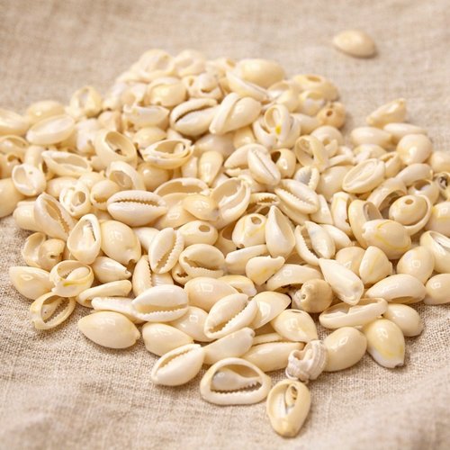 100grs de coquillages cauris declasses pour collage  13~16x10mm ~11x3~5 mm (environs 200 coquillages)