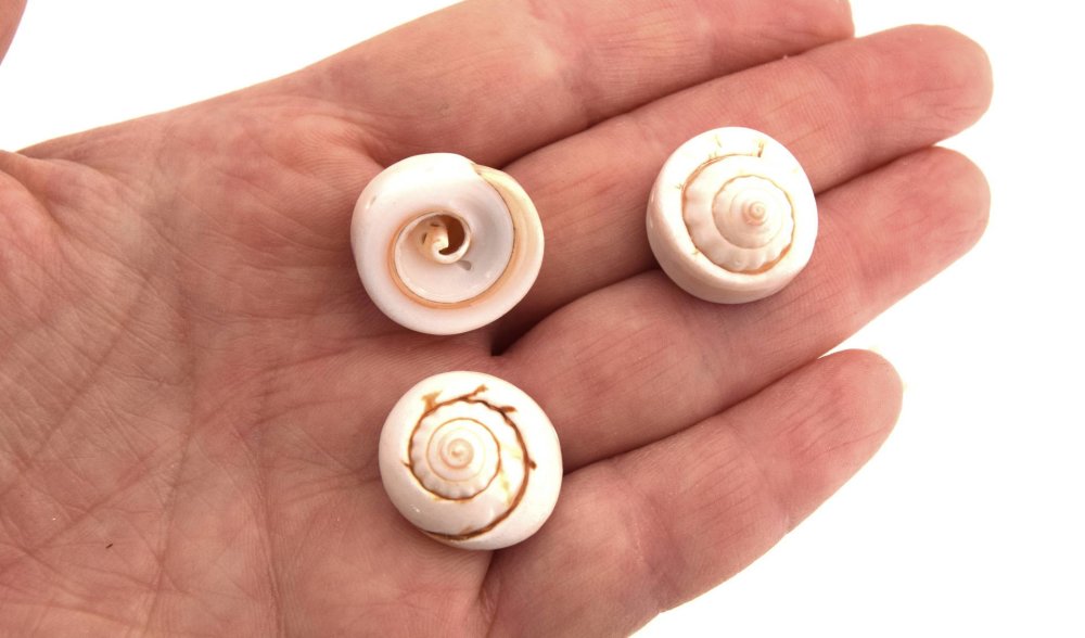 Lot De 166 Coquillages, 6 Types De Perles En Spirale Non