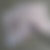 Carnet de note - chien - husky