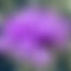 Nouvelle forme 20pcs soie matte violet agité plat rond de disque un trou de verre tchèque perles de  sku-25777
