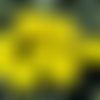 Nouvelle forme de 12pcs mat jaune tour disque un trou de verre tchèque perles de rondelle 12mm sku-25799