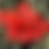 Nouvelle forme de 12pcs mat rouge rustique rugueux agité plat rond de disque un trou de verre tchèqu sku-26281