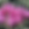 Nouvelle forme 20pcs soie mat valentine rose agité plat rond de disque un trou de verre tchèque perl sku-25776