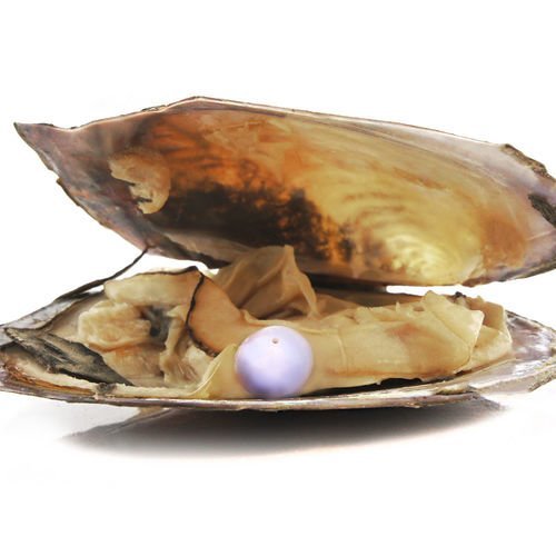 1pc violet perle de culture d'eau douce de l'amour souhaitent naturelle de coquille d'huître coquill sku-38936