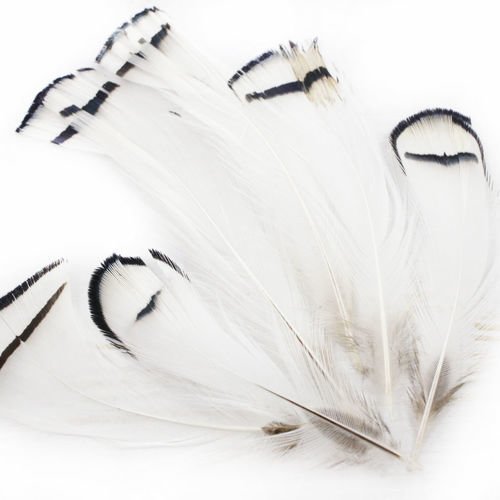 50pcs unique blanc noir naturel faisan de lady amherst plumes de la pointe de l'artisanat de bijoux  sku-39668