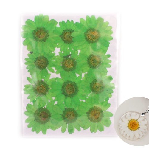12pcs teint vert pressé séchée fleur de chrysanthème plantes sèches époxy résine uv pendentif nail a sku-41822