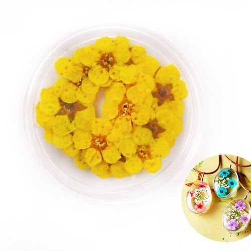 20pcs teint jaune pressé séchées peu narcisse fleur de plantes sèches époxy résine uv pendentif nail sku-41841