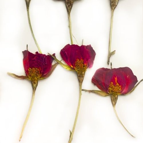 6pcs vin rouge de gros boutons de roses teint pressé de fleurs séchées plantes sèches époxy résine u sku-49516