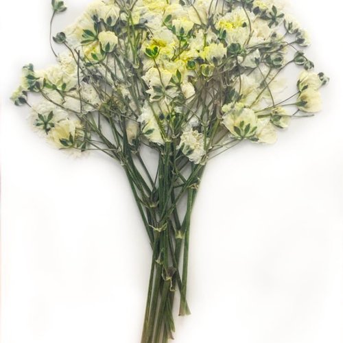 Petit jaune souffle du bébé bush teint pressé de fleurs séchées plantes sèches époxy résine uv pende sku-49518