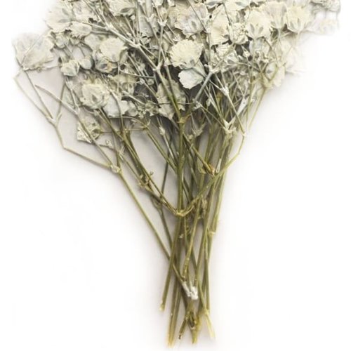 Blanc petit souffle du bébé bush teint pressé de fleurs séchées plantes sèches époxy résine uv pende sku-49519