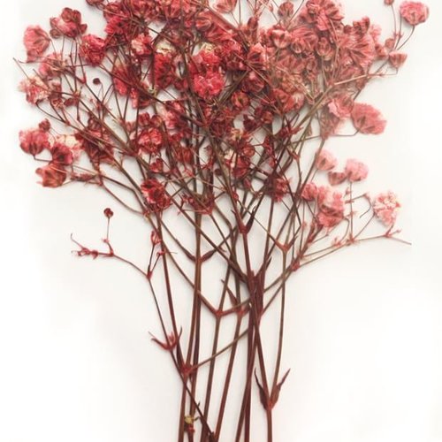 Rose rouge petit souffle du bébé bush teint pressé de fleurs séchées plantes sèches époxy résine uv  sku-49522