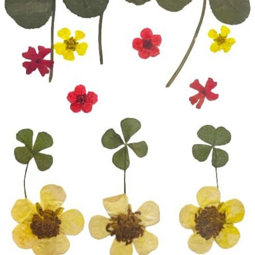 Mélanger le jaune rose rouge vert trèfle d'or teints pressé de fleurs séchées plantes sèches époxy r sku-49525