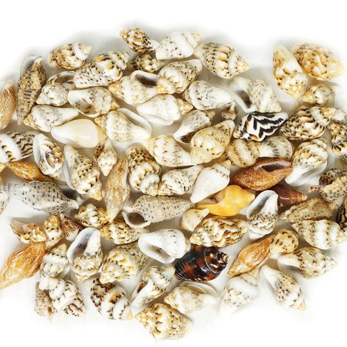 10g 85pcs blanc brun beige rayé naturel coquille de trompette foré mer pendentif bobo charmes de coq sku-270103