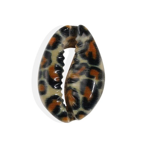 6 pièces naturel multicolore léopard coquille conque dos ouvert caurie cauris cypraea bohème marine  sku-522472