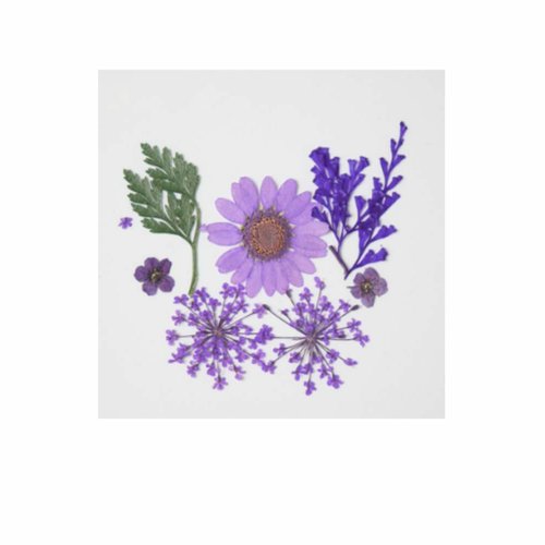 1 pc violet mélange pressé séché fleur feuille ammi plantes sèches époxy uv résine pendentif collier sku-537112