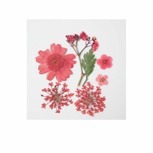 1 pc rouge mélange pressé séché fleur feuille ammi plantes sèches époxy uv résine pendentif collier  sku-537114